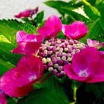 我家の庭に今年咲いた花たちを紹介しよう!夏に向かって新たに花を咲かす準備をしてるよ