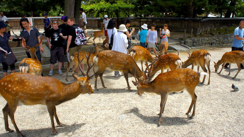 興福寺(2010/08/11)