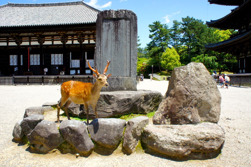 興福寺(2015/05/21)