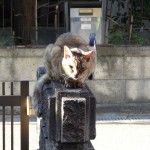 外猫メリーが大声でご飯を催促する今日この頃