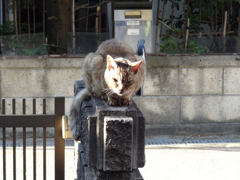 猫 メリー(2016/05)