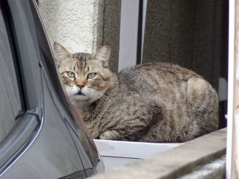 猫 アル似(2016/05)