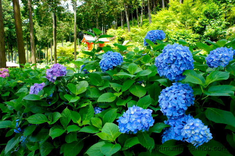 三室戸寺(2015/06/10)