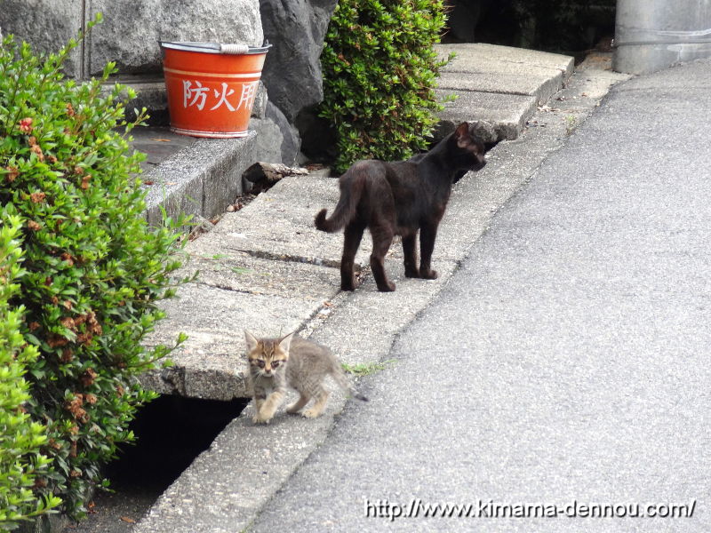 クロと子供たち (2015/06)