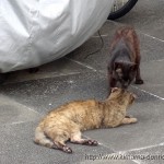外猫メリーと喧嘩屋クロサビが友達に!まさかの展開に驚愕だ