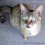 外猫メリーが姿を消したときの居場所がわかった!なんと幼なじみの家だった