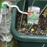 ゴーヤが植わってる土が乾かないように「水やり楽だぞう」を試してみた