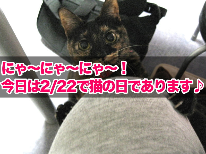 今日は2/22で猫の日であります♪