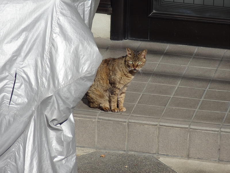 お向かいで日向ぼっこするメリー