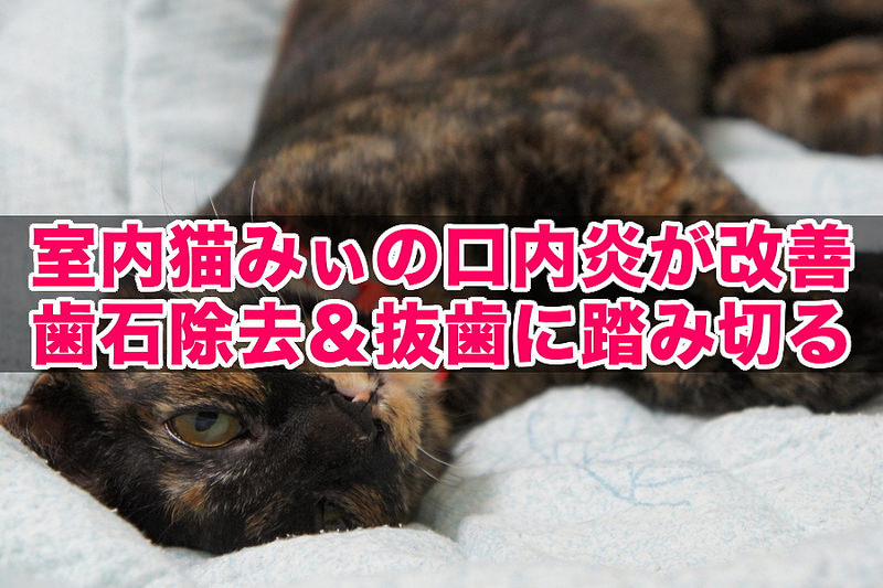 室内猫みぃの口内炎が改善