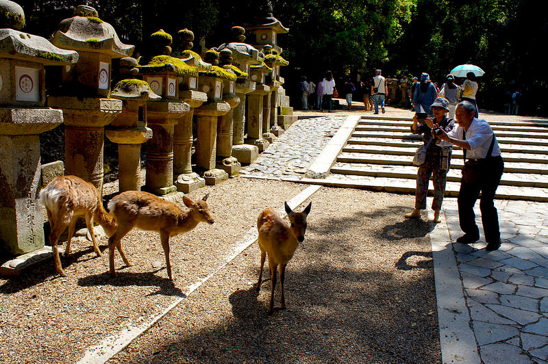 表参道に鹿／春日大社(Kasuga-Taisha Shrine / Nara City) 2015/05/21