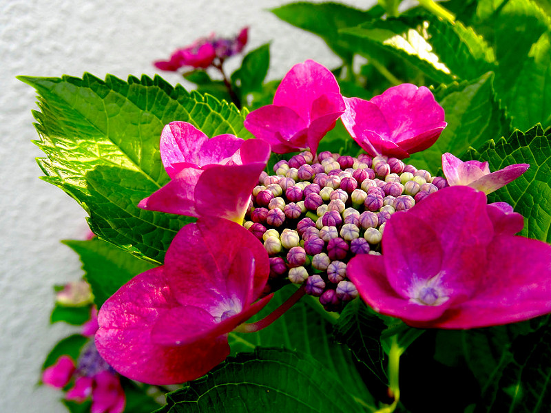 額紫陽花(2) 2015/06