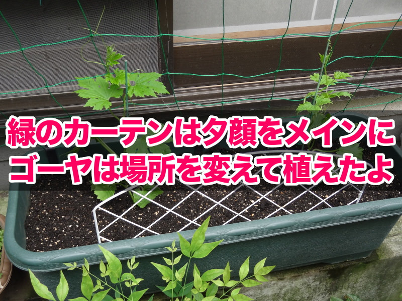 ゴーヤは場所を変えて植えたよ