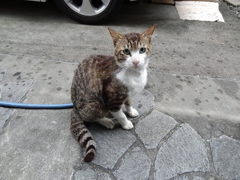 寄ってくるようになったきぃちゃん