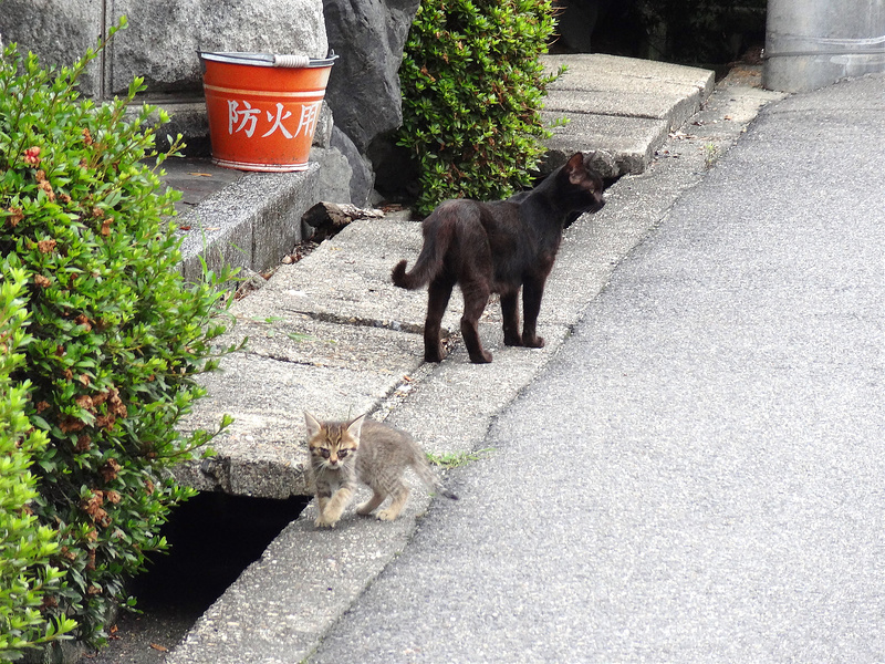 母親になったクロ