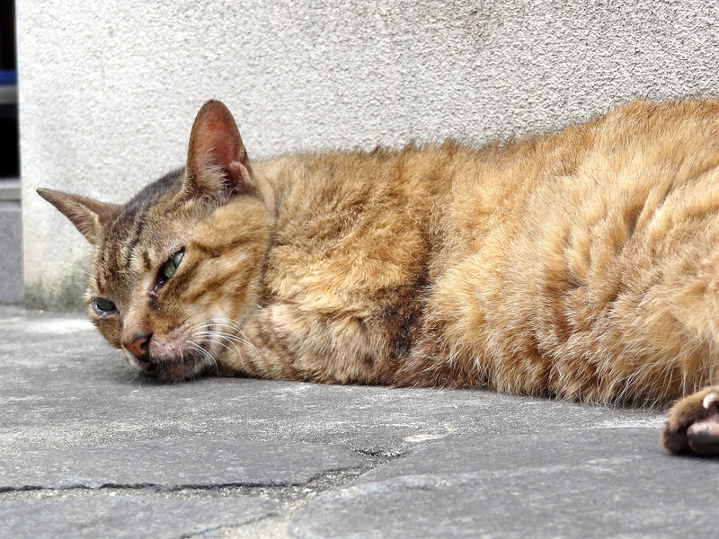 平穏が訪れたメリー