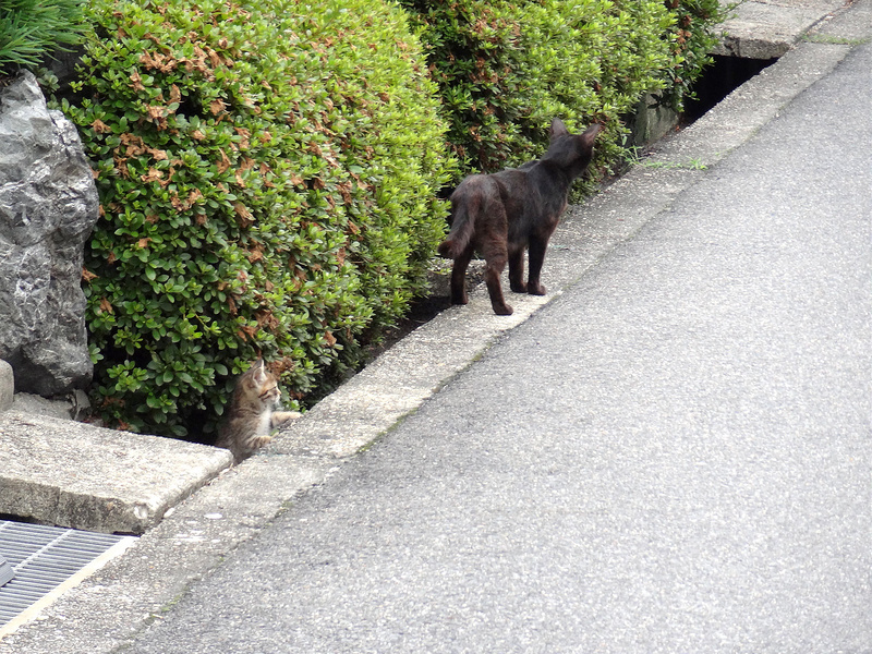 子供の守る母猫クロ