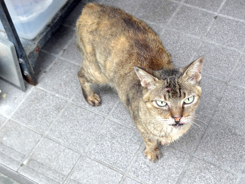 失踪して３週間後の今日戻ってきたメリー