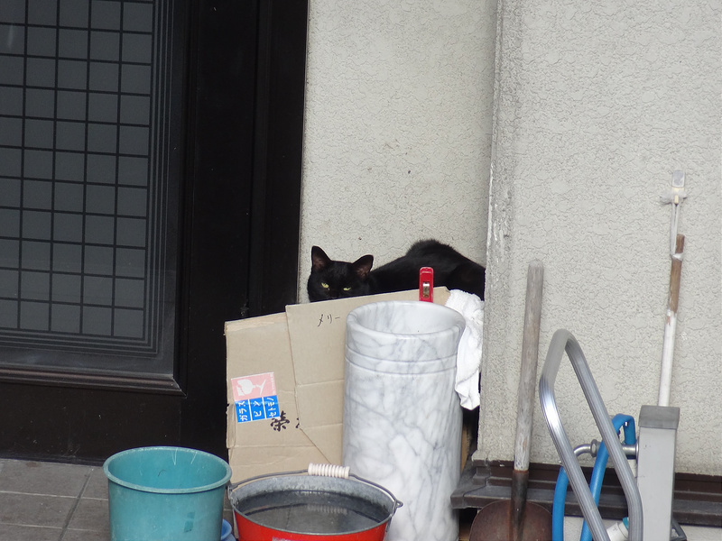 外猫メリーの寝床に今は黒猫