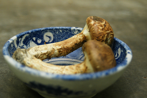 Photo:松茸(Tricholoma matsutake) By:kanonn