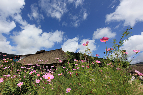 Photo:Flowers / 花(はな) By:TANAKA Juuyoh (田中十洋)