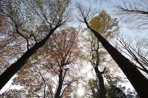 Photo:Huge trees and a falling leaf By:Takashi(aes256)