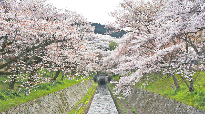 三井寺 琵琶湖疏水の桜