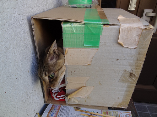 猫小屋 外猫を入れて試す