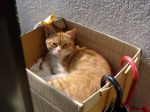 猫小屋 以前の配置