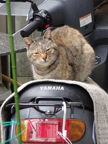 原付の上のアル