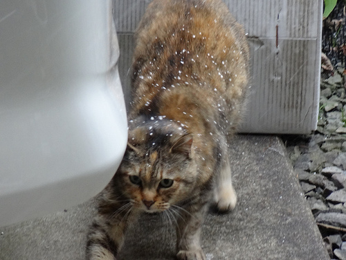 アルがひなたぼっこ中に雪が降ってきた