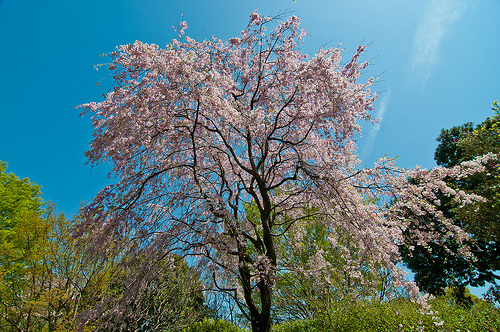 枝垂れ桜