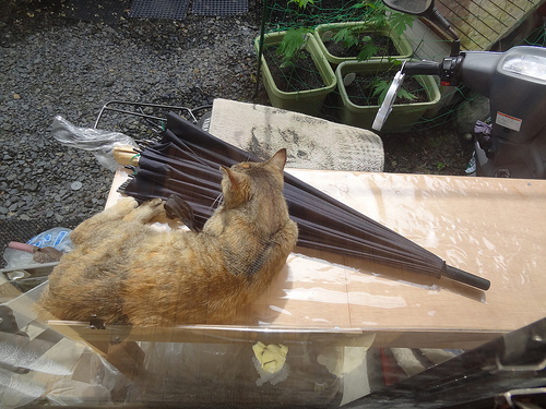 屋根で寝るアル